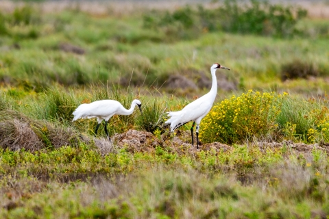 Two large white crane stand in a field of green grass and yellow flowers.. 