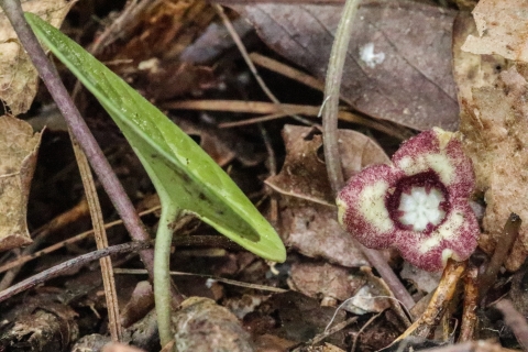 Green leaf and small, cup-shaped flower against forest leaf litter