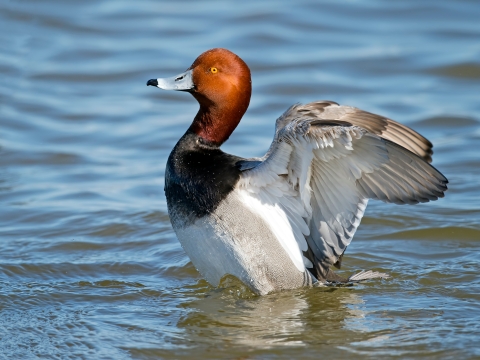 Drake redhead duck flapping its wings