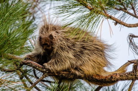 A porcupine standing on a branch