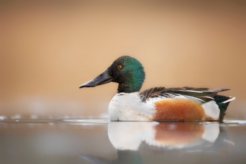 Northern Shoveler Drake
