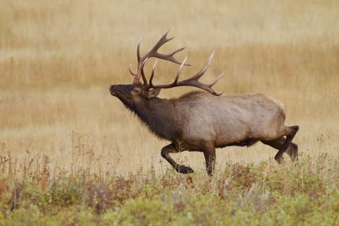 Bull rocky mountain elk