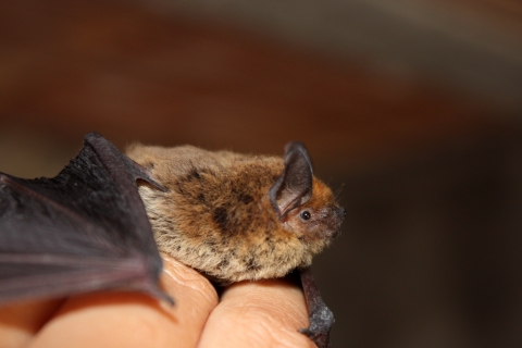 A little brown bat sitting on a person's fingers