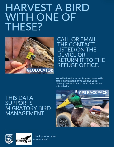 Report Geolocators Found on Harvested Ducks 