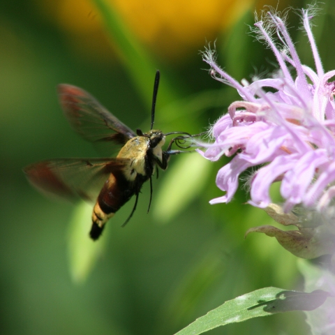 A hummingbird clearwing moth visits a wild bergamot flower