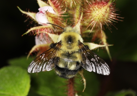 American bumble bee on a flower