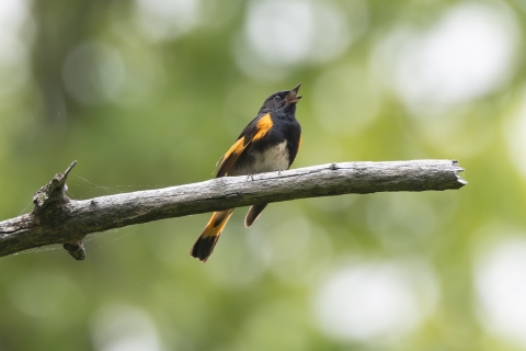 Male American redstart singing from a branch