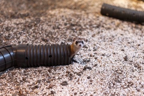 a black-footed ferret pokes its head out from a black plastic tube