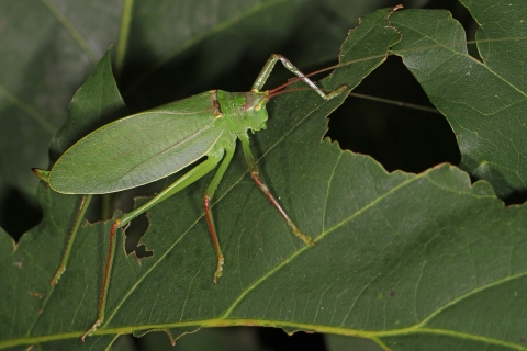 Common true katydid on a leaf