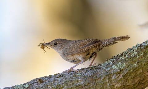 Northern house wren with a spider in its mouth