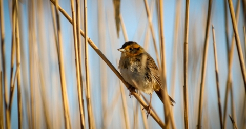 A saltmarsh sparrow perched on Pragmites australis