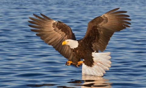 Eagle