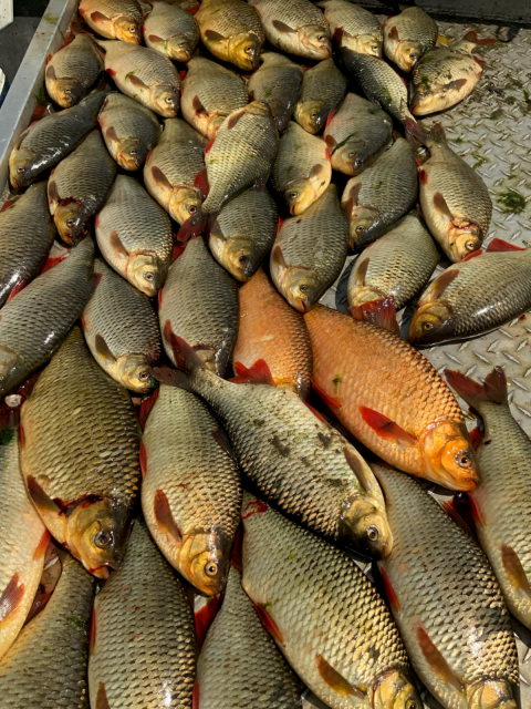 Forty dead invasive rudd fish lay on the boat deck.