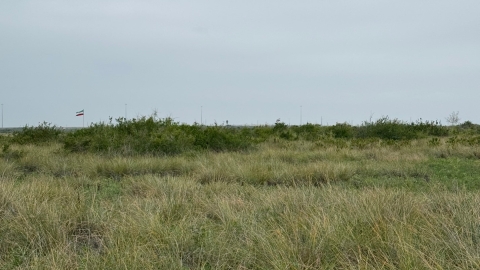 Invasive brush encroaching on native grasslands at Palo Alto Battlefield National Park in the Lower Rio Grande Valley of south Texas