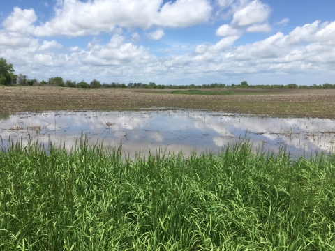 A former agricultural field in Kenosha County, Wisconsin and site of the newly established 24-acres Gitzlaff Park prior to restoration