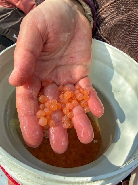 Biologist holding Atlantic salmon eggs prior to planting them in gravel the West Branch of the Sheepscot River in Maine