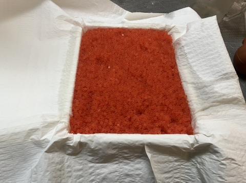 Thousands of eyed rainbow trout are sitting on top of a cheese cloth There are placed in a Styrofoam tray. 