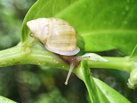 Guam tree snail sits on a leaf