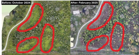 Side‑by‑side aerial images of a treatment area. The left image, taken in October 2024 before herbicide application, shows dense patches of bright‑green climbing fern. The right image, taken in February 2025, shows visibly reduced fern cover. Red circles mark areas where the invasive fern has noticeably decreased.