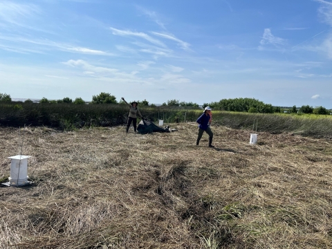 Florida salt marsh vole habitat with camera traps