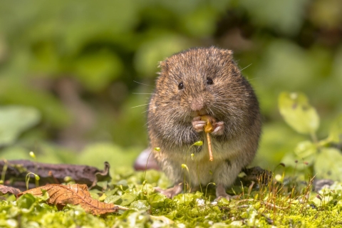 Endangered Florida salt marsh vole in Florida's Big Bend