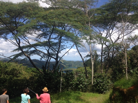 Three people walk through a coffee plantation under a canopy of trees, with mountains in the distance. One man uses a walking stick to point toward the coffee shrubs in front of him