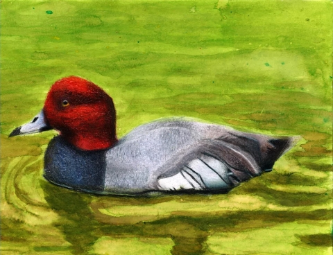 Arkansas Jr. Duck Stamp Art Contest Best of Show 2026