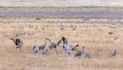 Small group of cranes dancing together, some with raised wings. 