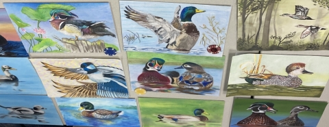 A collection of nine pieces of artwork of ducks, featuring various poses, backgrounds, and species.
