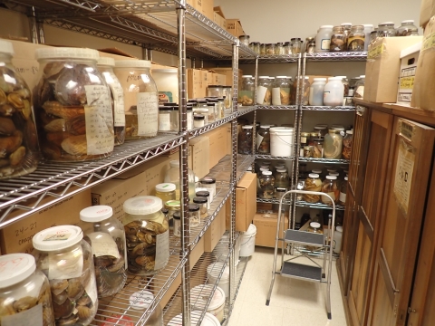 A small storage room with shelves that have large jars with mussel shells in them.