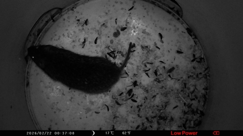 Camera trap photo of an endangered Florida salt marsh vole in a bucket