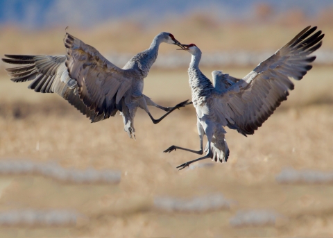 2 Sandhill cranes in air, beaks touching