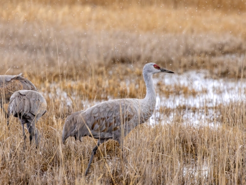 A sandhill cranes stands in tall grasses. 