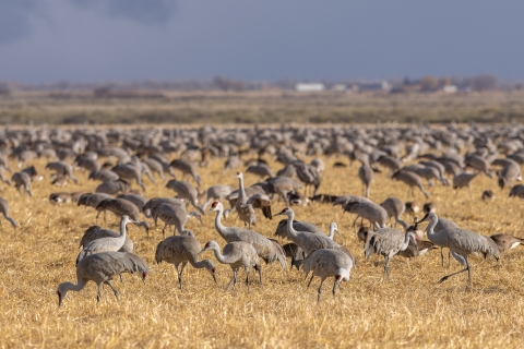 Many sandhill cranes standing in a grass field. 