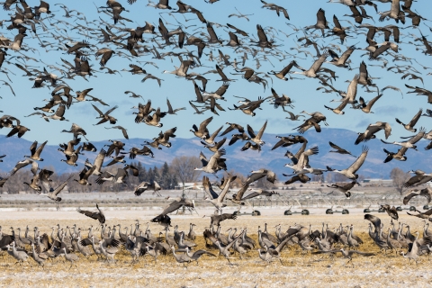 Sandhill cranes descend in a large group to land on a grassy field. Date taken: March 14, 2026 