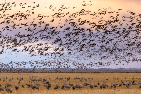 Sandhill cranes take off from a field at sunset. 