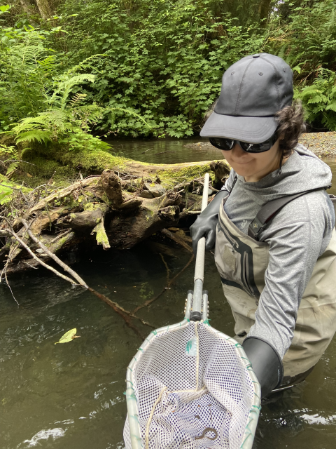 AmeriCorps Service Member, Sophia Cooper, wading in a stream holding a net with a lamprey ammocoete. Stream and vegetation in the background.