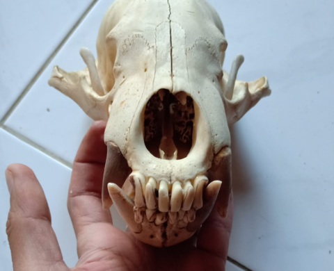 Close up image of a hand holding an animal skull against white tiled surface