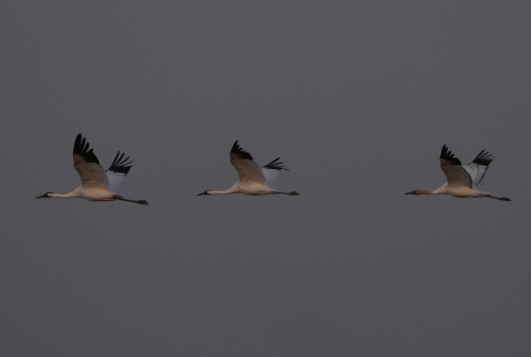 3 whooping cranes fly across a gray sky.