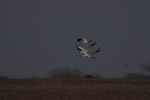 3 whooping cranes fly over a harvested crop fields.