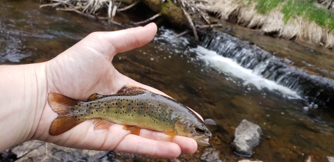 Close-up of a small Apache trout held in an outstretched hand above a rocky stream with a small cascade in the background