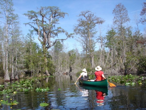 Two people paddling down Minnies Run in a canoe at Okefenokee National Wildlife Refuge