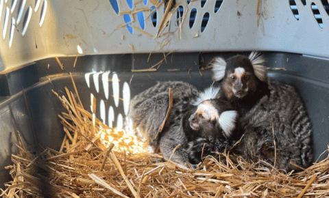 Two brown and white monkeys with brown eyes huddle in corner of animal carrier with straw material and water dish in foreground