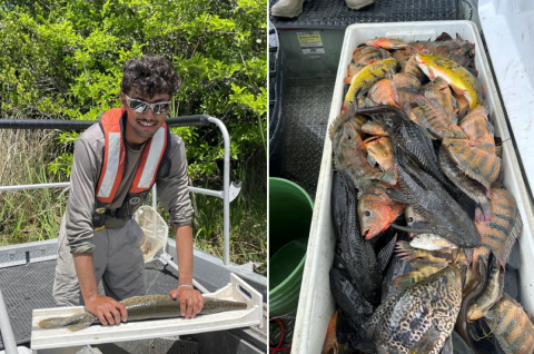 Miccosukee Tribal member assisting during electrofishing surveys of the Miccosukee Reservation Area