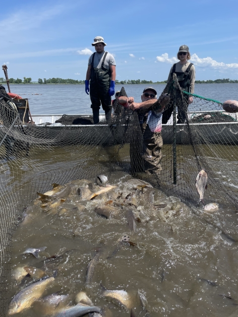 Multiple men in waders stand in boats and in shallow, muddy water on a lake. One lifts up a large net filled with splashing fish.