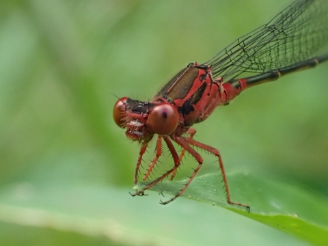 Closeup of a red damselfly with black markings resting on a leaf.