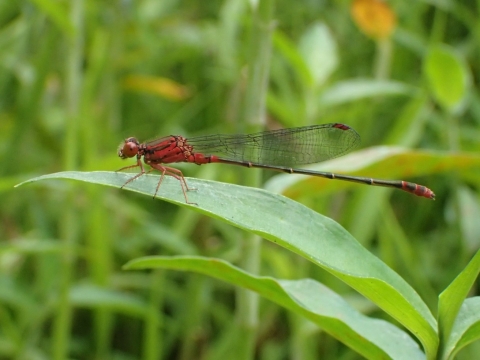 A damselfly with orange and black markings rests on a leaf.