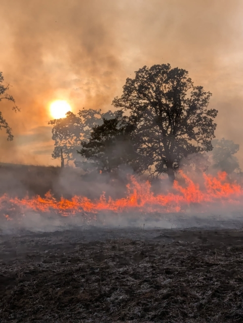 A prescribed burn moves across a landscape with charred ground in the foreground, a low line of bright flames behind it, and a few sparse tall trees rising through hazy smoke that partially obscures a glowing sun.
