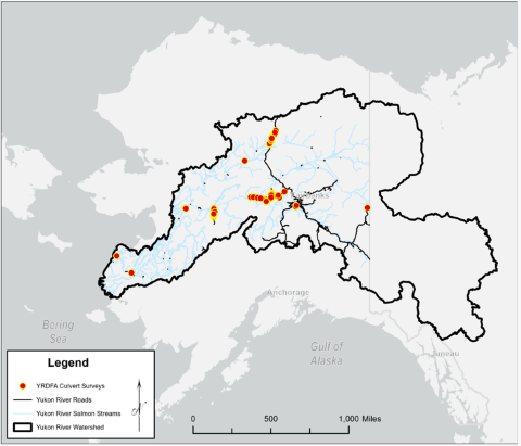 A map of Alaska with the Yukon River Watershed outlined in black. Inside the watershed boundary, light blue lines show the network of Yukon River salmon streams. Red circles with thin yellow outlines mark the locations of culvert survey sites. A legend, north arrow, and a scale bar marked in 250 mile increments appear along the bottom of the map.