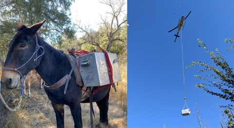 a collage of two photos and the photo on the left shows a mule carrying a metal crate and the photo on the right shows a helicopter with a metal box dangling